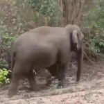 CG : तेंदूपत्ता तोड़ने गई महिला को हाथी ने कुचल कर मार डाला, डरावने हैं आंकड़े…