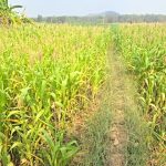 अफीम खेती के बाद कोंडागांव में गांजे की खेती का खुलासा, मरकाम का तंज- BJP का स्लोगन हो हमने बनाया, हम ही पिलाएंगे