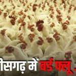 22 हजार से अधिक पक्षियों को मारा गया, बिलासपुर के पोल्ट्री फार्म में बर्ड-फ्लू वायरस मिलने के बाद एक्शन, लोगों से अपील