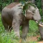 धान की रखवाली में लगे मंडी प्रभारी को हाथी ने कुचलकर मार डाला, बाल बाल बची पत्नी और 2 कर्मचारी