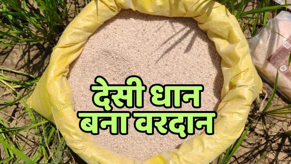 DESHI DHAN