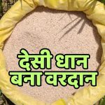 CG : किसानों के लिए वरदान बना देसी करहनी धान, औषधीय गुण के साथ देता है ज्यादा मुनाफा