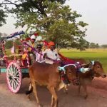 छत्तीसगढ़ में बैलगाड़ी पर निकली बारात, परंपरा को जिंदा रखने की अनोखी पहल