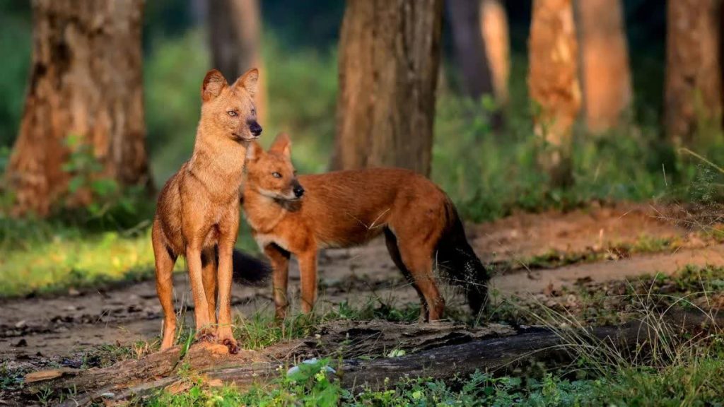 wild-dogs-in-udanti