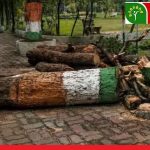 CG : 15 अगस्त को तिरंगे में सजा आम का पेड़ रातोंरात गायब, मेयर और कमिश्नर को खबर तक नहीं