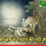 CG : चिल्फी वन क्षेत्र के गांवों में बाघ की धमक, मवेशियों को बना रहा शिकार, ग्रामीणों में दहशत